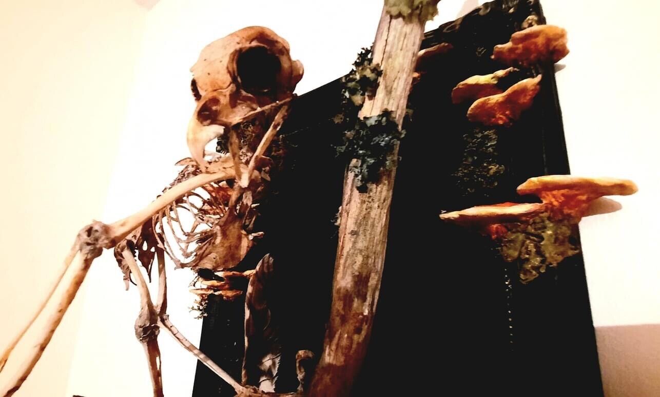 Real Tawny Owl Skeleton Wall Art