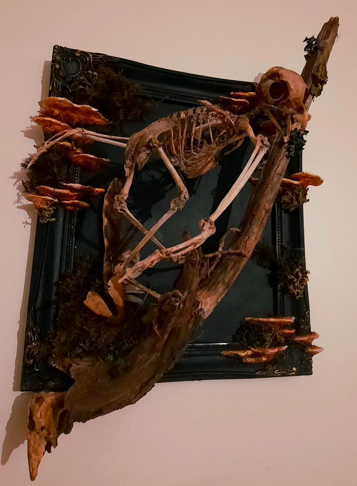 Real Tawny Owl Skeleton Wall Art