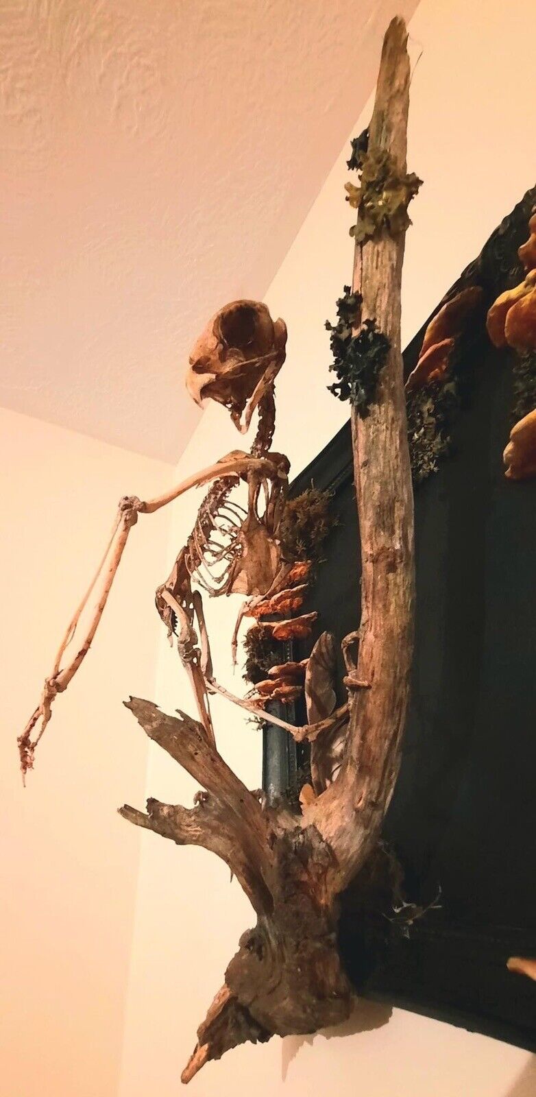Real Tawny Owl Skeleton Wall Art